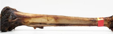 Ostrich Caveman Bone (excl. 20% VAT)