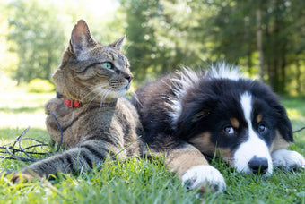 The Ultimate Raw Diet for Cats and Dogs