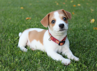 Is Raw Diet Safe for Puppies?