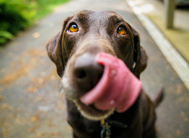 Benefits of Raw Feeding for Dogs