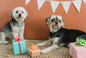 The Best Presents for Your Fur Babies