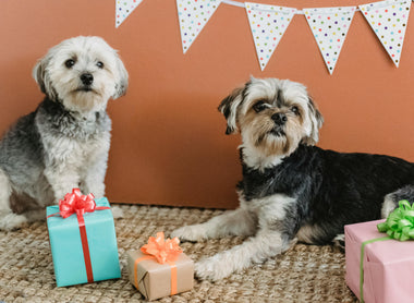 The Best Presents for Your Fur Babies