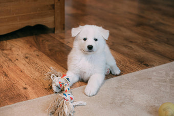 The Best Toys for Your Pup