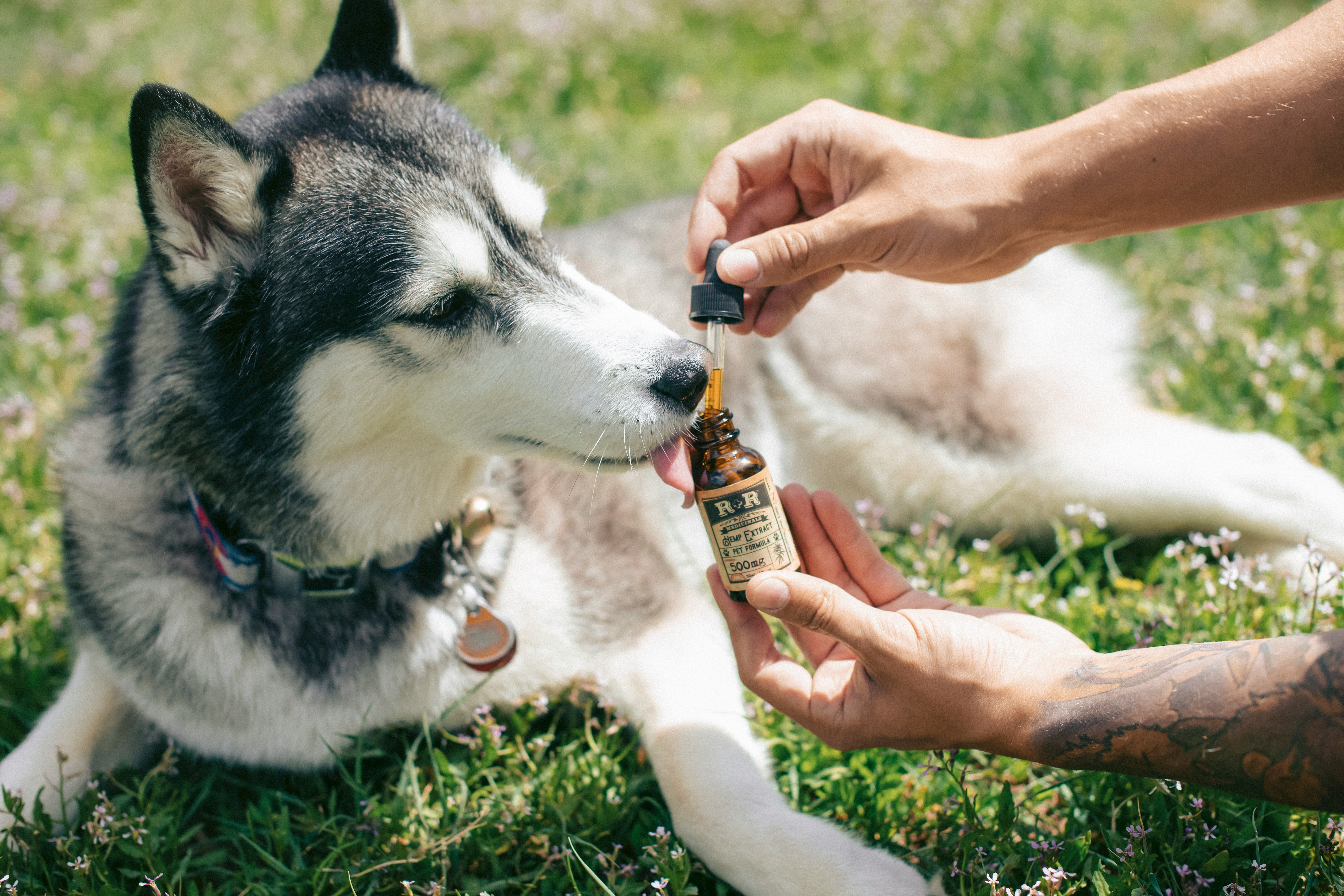 How Hemp seed Oil Can Benefit Your Dog