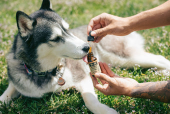 How Hemp seed Oil Can Benefit Your Dog