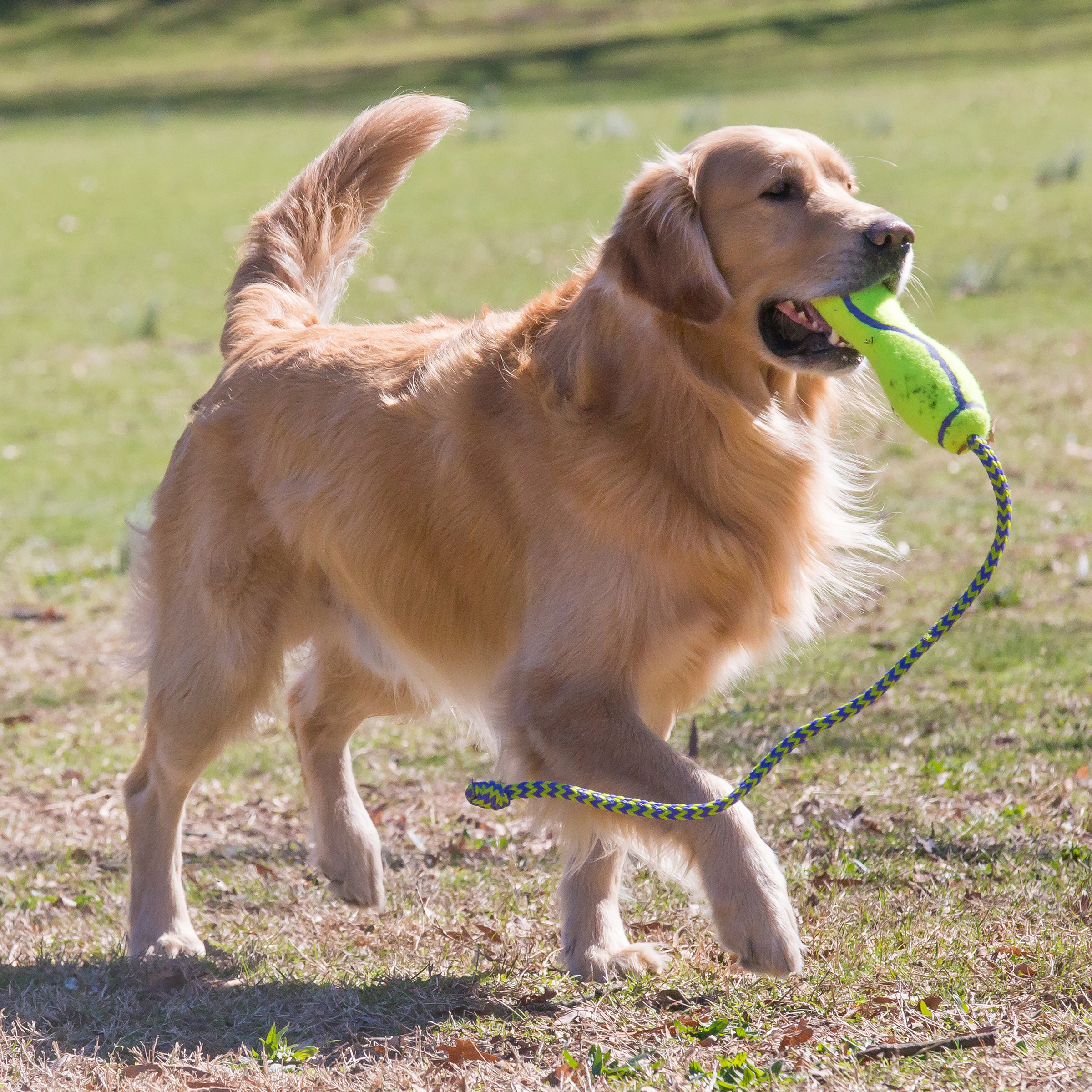 KONG® AIRDOG® FETCH STICK W/ ROPE