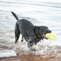 KONG® AIRDOG® SQUEAKER FOOTBALL