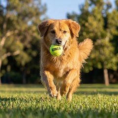 KONG® SqueakAir Ball