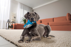 KONG® Maxx Shark