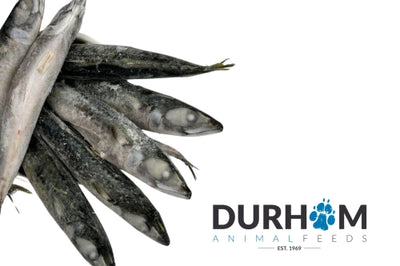 Mackeral (Frozen)