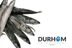 Mackeral (Frozen)