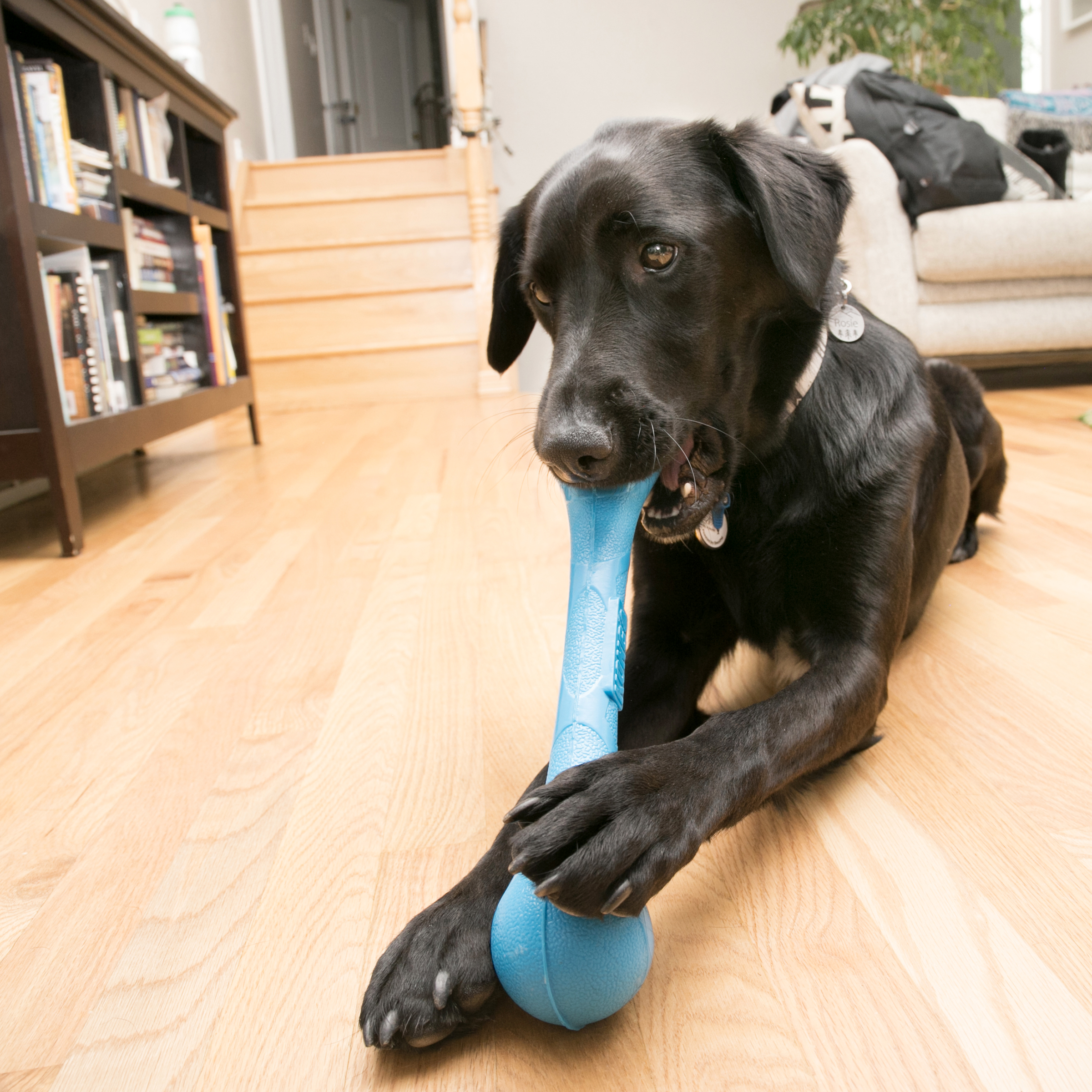 KONG® SqueakStix