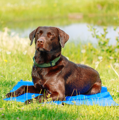 Cooling Mat