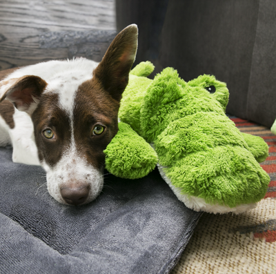 Cozie Ali Alligator