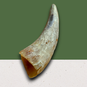 Empty Cow Horn