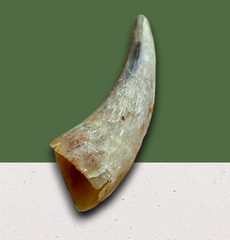 Empty Cow Horn