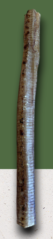 Ostrich Tubes