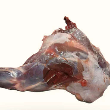 Muntjac Deer Meaty fore leg