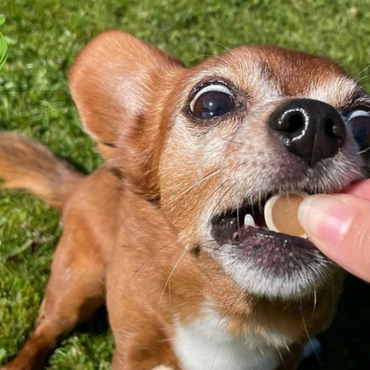 Peanut Butter Reward Coins – High-Fibre Training Treats 100g