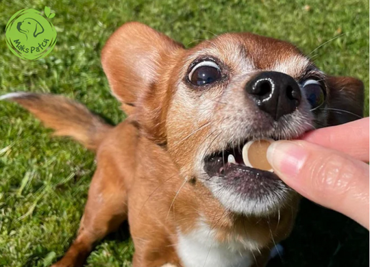 Peanut Butter Reward Coins – High-Fibre Training Treats 100g