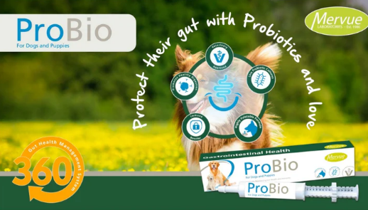Mervue ProBio Paste For Dogs & Puppies Gastrointestinal/Gut Health & Immunity (excl. 20% VAT) (Copy)