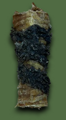 Tripe Wrapped Bully Tube