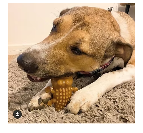 Croc Bites