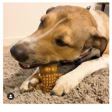 Croc Bites