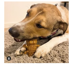 Croc Bites
