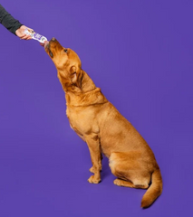 Frozzys Happy Gut Yogurt Squeeze - Dog ( exc 20% tax)