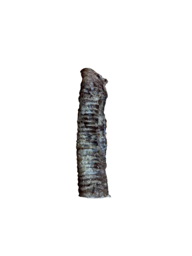 Bully tubes (Beef trachea)