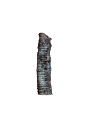 Bully tubes (Beef trachea)