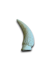 Cow Horn Marrow