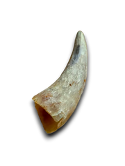 Empty Cow Horn