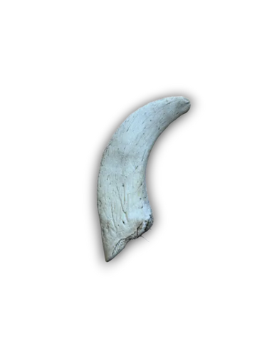Lamb Horn Marrows