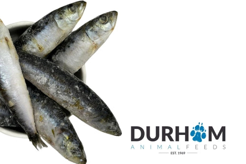 Sardines