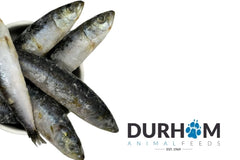 Sardines