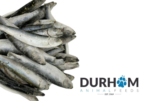 Sprats Frozen