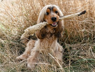 Hairy Giant Lamb Stick