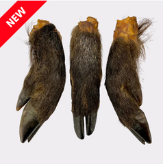 Hairy Wild Boar Legs