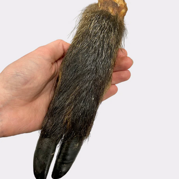 Hairy Wild Boar Legs