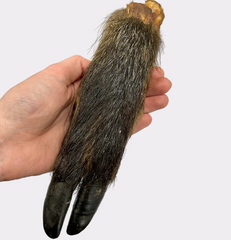 Hairy Wild Boar Legs